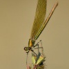 Motylice leskla - Calopteryx splendens - Banded Demoiselle 3627